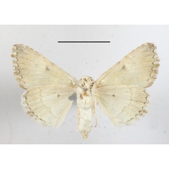/filer/webapps/moths/media/images/I/innexa_Gnamptonyx_A_MGCLb_01.JPG