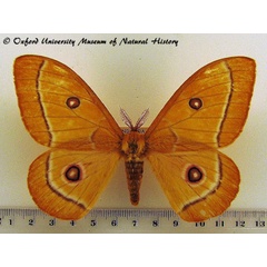 /filer/webapps/moths/media/images/A/aurantiaca_Bunaeopsis_A_OUMNH.jpg