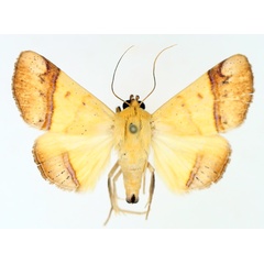 /filer/webapps/moths/media/images/C/congoensis_Strongylosia_AM_TMSA_03.jpg