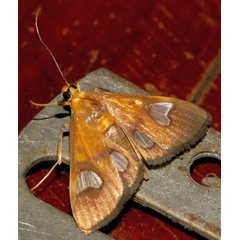 /filer/webapps/moths/media/images/F/flavicepsalis_Ulopeza_A_DUPONT_02_.JPG