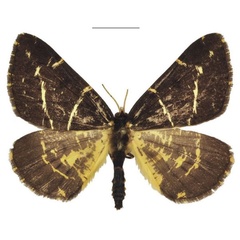 /filer/webapps/moths/media/images/A/arichannaria_Rhodochanna_AM_ZSM.jpg