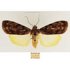 /filer/webapps/moths/media/images/M/meridionalis_Sommeria_AF_TMSA_02.jpg