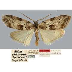 /filer/webapps/moths/media/images/G/griseovariegata_Nolosia_HT_MNHN.jpg