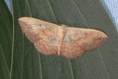 Scopula caesaria