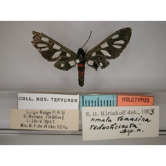 /filer/webapps/moths/media/images/R/reducticincta_Amata_HT_RMCA_01.jpg