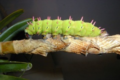 Antherina suraka suraka