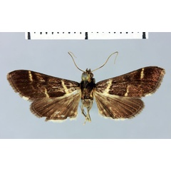 /filer/webapps/moths/media/images/T/thomealis_Paschiodes_HT_MNHN.jpg