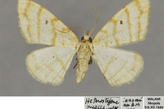 Heterostegane nyassa