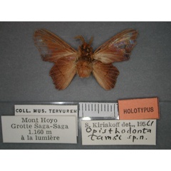 /filer/webapps/moths/media/images/T/tamsi_Stenophatna_HT_RMCA_02.jpg