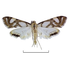 /filer/webapps/moths/media/images/R/ruwenzoriensis_Eoophila_HT_BMNH.jpg