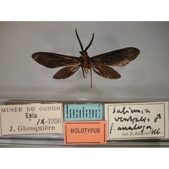 /filer/webapps/moths/media/images/A/analoga_Saliunca_HT_RMCA_01.jpg