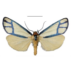 /filer/webapps/moths/media/images/M/majori_Anaphosia_HT_Stroehle.jpg