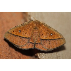 /filer/webapps/moths/media/images/A/aspersa_Decachorda_A_Voaden_01.jpg