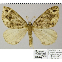 /filer/webapps/moths/media/images/I/indentata_Ecpetala_AM_ZSM.jpg