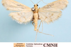 Furcivena rhodoneurialis