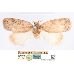 /filer/webapps/moths/media/images/M/minorella_Pardasena_HT_NHMUK.jpg