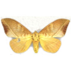 /filer/webapps/moths/media/images/A/asopha_Pachypasa_HT_MfN.jpg