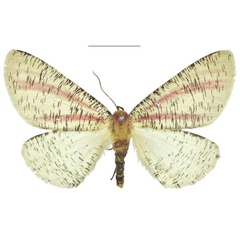 /filer/webapps/moths/media/images/R/roseovittata_Nothabraxas_AF_NHMUK.jpg