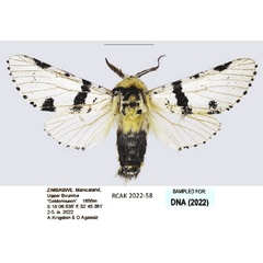 /filer/webapps/moths/media/images/M/marshalli_Cerurina_AM_Kingston.jpg