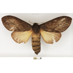 /filer/webapps/moths/media/images/A/anagnostarai_Beriola_AF_NHMUK_01.jpg