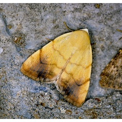 /filer/webapps/moths/media/images/A/albago_Xanthodes_A_Roland_01.jpg
