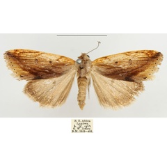 /filer/webapps/moths/media/images/T/torrefacta_Acontia_AF_BMNH.jpg