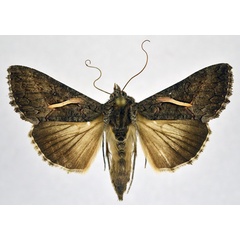 /filer/webapps/moths/media/images/V/vittata_Vittaplusia_AF_NHMO.jpg