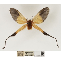 /filer/webapps/moths/media/images/X/xanthomelas_Doratopteryx_PTF_NHMUK.jpg