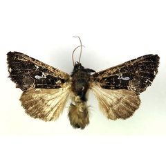 /filer/webapps/moths/media/images/M/melanocephala_Plusia_AM_RMCA.jpg