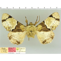 /filer/webapps/moths/media/images/D/dukei_Thiacidas_HT_NMB.jpg