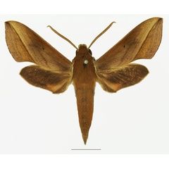 /filer/webapps/moths/media/images/S/saclavorum_Hippotion_AM_Basquina.jpg