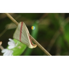 /filer/webapps/moths/media/images/S/sacraria_Rhodometra_A_King.jpg