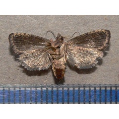 /filer/webapps/moths/media/images/L/leucotreta_Thaumatotibia_A_Goff_02.jpg