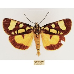/filer/webapps/moths/media/images/L/latreillii_Mitrophrys_AM_TMSA_02.jpg