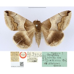 /filer/webapps/moths/media/images/A/albicans_Dysgonia_HT_BMNH_K1teZ4p.jpg