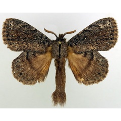 /filer/webapps/moths/media/images/N/nigrosparsata_Closterothrix_AM_Basquin_02.jpg