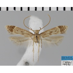 /filer/webapps/moths/media/images/A/aestuosa_Dichomeris_AM_MfN.jpg