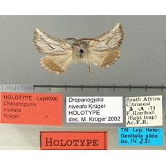 /filer/webapps/moths/media/images/N/niveata_Drepanogynis_HT_TMSA.jpg