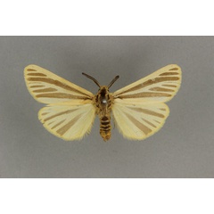 /filer/webapps/moths/media/images/L/latifasciata_Acantharctia_LT_BMNH.jpg