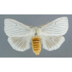 /filer/webapps/moths/media/images/N/nigrolineata_Haplozana_AF_RMCA.jpg