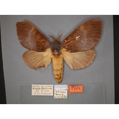 /filer/webapps/moths/media/images/T/tamsi_Catalebeda_AT_RMCA_01.jpg