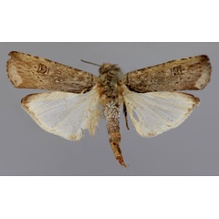 /filer/webapps/moths/media/images/O/ochroprocta_Lophotarsia_A_RMCA_03.jpg