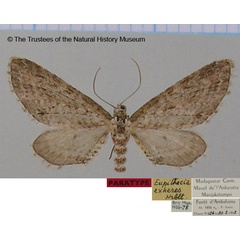 /filer/webapps/moths/media/images/E/exheres_Eupithecia_PTF_BMNH.jpg