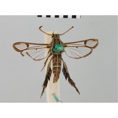 /filer/webapps/moths/media/images/D/dasysceles_Synanthedon_HT_BMNH.jpg