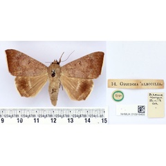 /filer/webapps/moths/media/images/A/albicilia_Ophisma_HT_BMNH.jpg