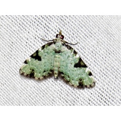 /filer/webapps/moths/media/images/N/nimipunctata_Piercia_A_Braun_02.jpeg