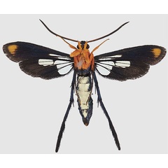 /filer/webapps/moths/media/images/P/pterotarsa_Tipulamima_AF_Bartschb.jpg