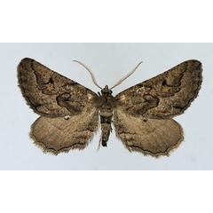 /filer/webapps/moths/media/images/S/sculpta_Hebdomophruda_AM_TMSA.jpg