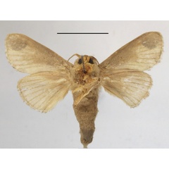 /filer/webapps/moths/media/images/S/sordida_Rhypteira_A_MGCLb_01.jpg