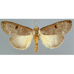 /filer/webapps/moths/media/images/D/duplex_Elaphrodes_A_RMCA_02.jpg